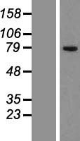 CKAP2 Human Over-expression Lysate