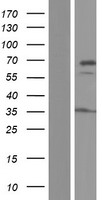 DNAJC11 Human Over-expression Lysate