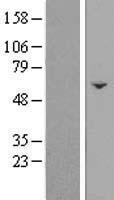 FAM222B Human Over-expression Lysate