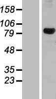 DHX32 Human Over-expression Lysate