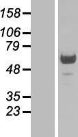 PNMA8A Human Over-expression Lysate