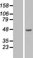 ETNK2 Human Over-expression Lysate