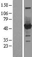 CNDP2 Human Over-expression Lysate