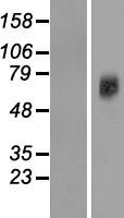 SLC38A7 Human Over-expression Lysate