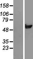 RNPEPL1 Human Over-expression Lysate