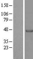 Parvin alpha (PARVA) Human Over-expression Lysate