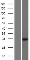 MOBK1B (MOB1A) Human Over-expression Lysate