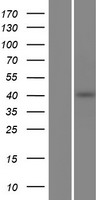 PCMTD2 Human Over-expression Lysate
