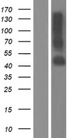 Transmembrane protein 30A (TMEM30A) Human Over-expression Lysate