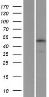 TMEM184C Human Over-expression Lysate