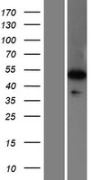 WDR41 Human Over-expression Lysate