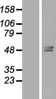 TMEM143 Human Over-expression Lysate