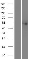 THNSL2 Human Over-expression Lysate