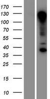 RNF121 Human Over-expression Lysate
