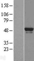 BRF2 Human Over-expression Lysate