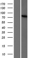 TBC1D23 Human Over-expression Lysate