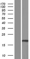 TMEM140 Human Over-expression Lysate