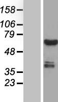 CWF19L1 Human Over-expression Lysate