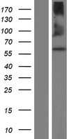 QRSL1 Human Over-expression Lysate
