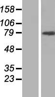ARHGAP12 Human Over-expression Lysate