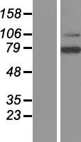 LRRN3 Human Over-expression Lysate