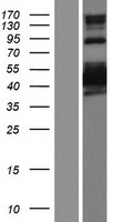 SHTN1 Human Over-expression Lysate