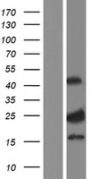 CNO (BLOC1S4) Human Over-expression Lysate