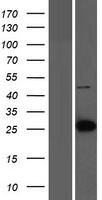 LIN7C Human Over-expression Lysate