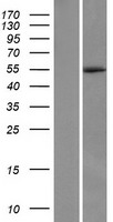 UFSP2 Human Over-expression Lysate