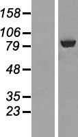 ABCF3 Human Over-expression Lysate