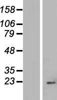 IMP3 Human Over-expression Lysate