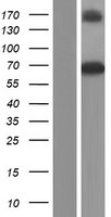 GBP3 Human Over-expression Lysate