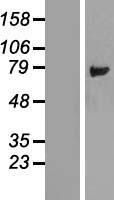 LSG1 Human Over-expression Lysate