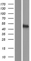 Centaurin alpha 2 (ADAP2) Human Over-expression Lysate
