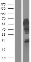MINDY1 Human Over-expression Lysate