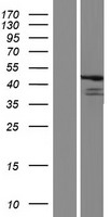 FBXL8 Human Over-expression Lysate