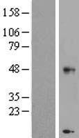 CHST11 Human Over-expression Lysate