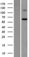 ST7 Human Over-expression Lysate