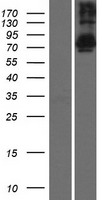 TSNAXIP1 Human Over-expression Lysate