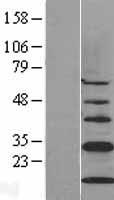 CISD1 Human Over-expression Lysate