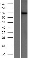 NRIP (DCAF6) Human Over-expression Lysate