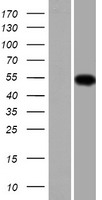 TMCO6 Human Over-expression Lysate