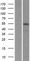 C17orf85 (NCBP3) Human Over-expression Lysate