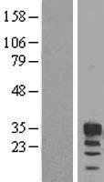 FBXO6 Human Over-expression Lysate