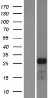 MESP1 Human Over-expression Lysate