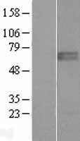 ZNF395 Human Over-expression Lysate