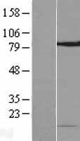 NOP10 Human Over-expression Lysate