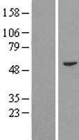 FAM114A2 Human Over-expression Lysate