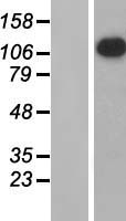 APOB48R (APOBR) Human Over-expression Lysate
