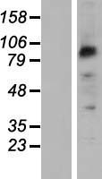 PCDHB2 Human Over-expression Lysate